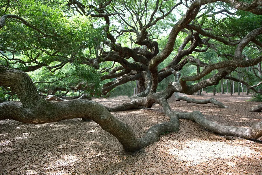 angel-oak-credit-regalshave.webp